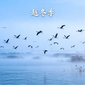 6万只候鸟要来衡水湖了，普通人去哪看、带什么、几点最出片 ...