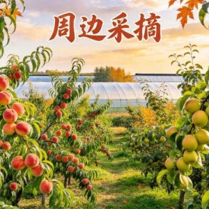 衡水周边采摘地图：深州蜜桃、阜城鸭梨、饶阳番茄