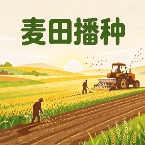 衡水冬小麦开播：适播期与选种这几件事